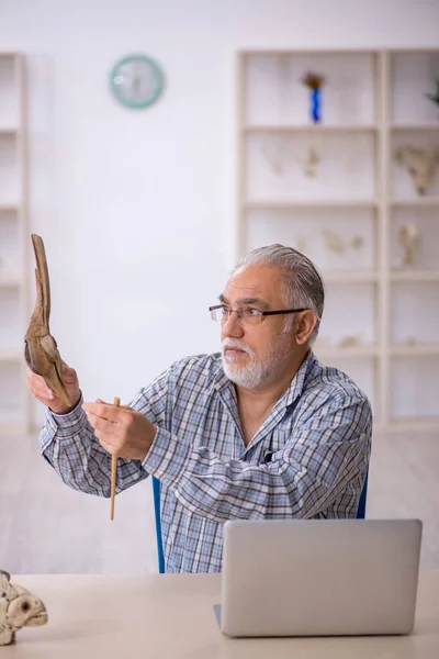 研究室で古代の動物を調べる古い男性古生物学者 — ストック写真