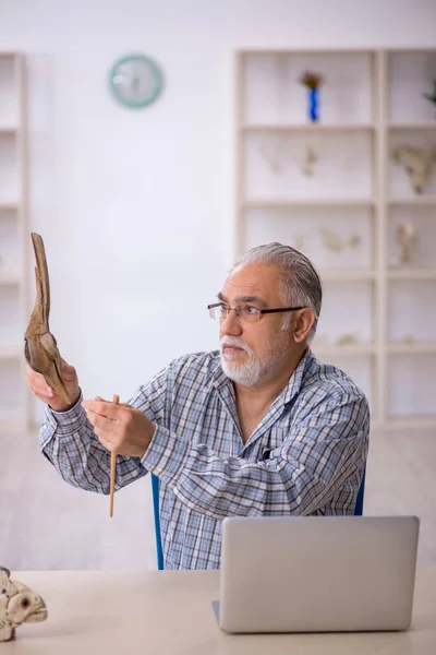 Velho paleontólogo masculino examinando animais antigos no laboratório — Fotografia de Stock