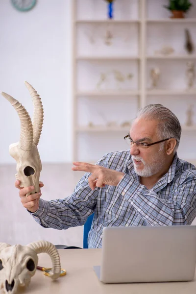 Old male paleontologist examining ancient animals at lab — Stock Photo, Image