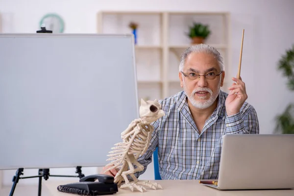 Old male paleontologist examining ancient animals at lab — Stock Photo, Image