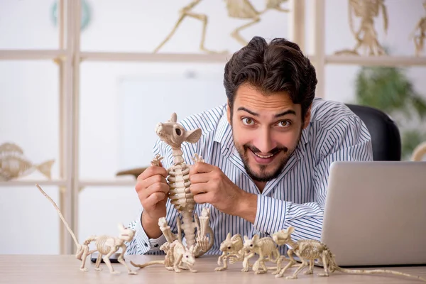 Genç erkek paleontolog laboratuvarda antik hayvanları inceliyor. — Stok fotoğraf