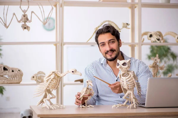 젊은 수컷 고생물학자 가 실험실에서 고대 동물들을 조사하고 있다 — 스톡 사진
