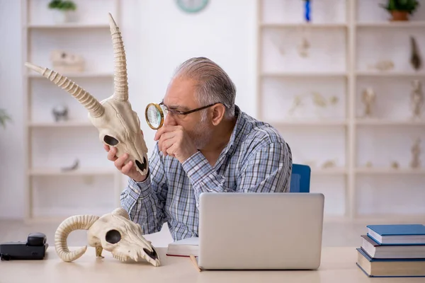 Viejo paleontólogo masculino examinando animales antiguos en el laboratorio —  Fotos de Stock