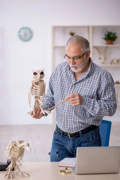 Velho paleontólogo masculino examinando animais antigos no laboratório — Fotografia de Stock