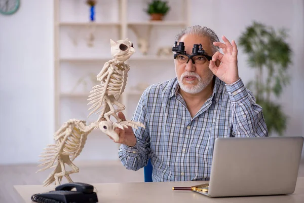 Velho paleontólogo masculino examinando animais antigos no laboratório — Fotografia de Stock