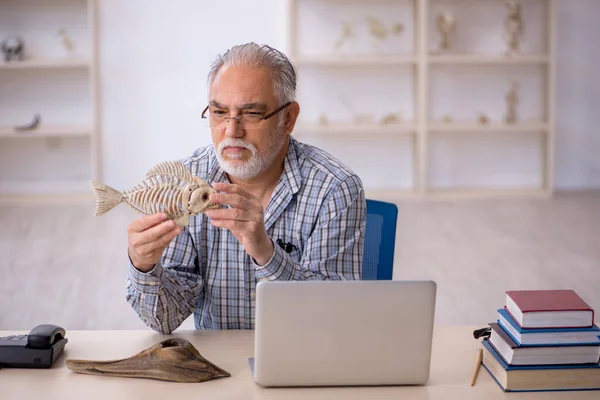 Old male paleontologist examining ancient animals at lab — Stock Photo, Image