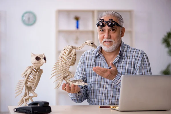 Παλαιός αρσενικός παλαιοντολόγος που εξετάζει αρχαία ζώα στο εργαστήριο — Φωτογραφία Αρχείου