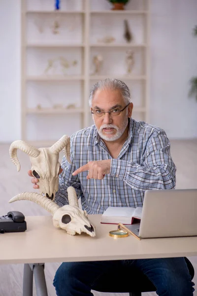 Pria tua ahli paleontologi memeriksa hewan purba di lab — Stok Foto