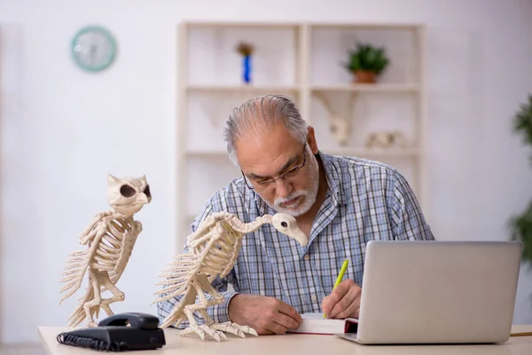 Gammal manlig paleontolog undersöker gamla djur på labbet — Stockfoto