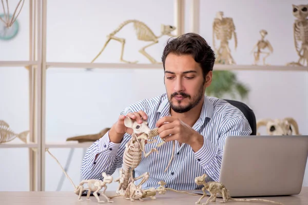 Ung manlig paleontolog undersöker gamla djur på labbet — Stockfoto