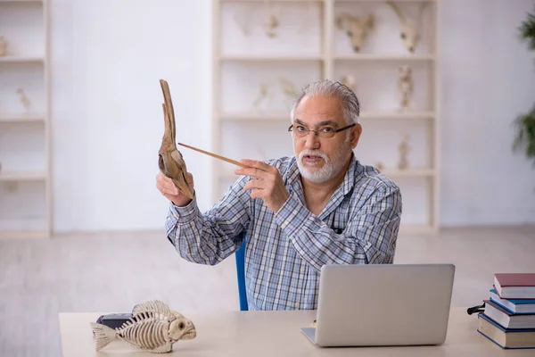 Yaşlı erkek paleontolog laboratuvarda antik hayvanları inceliyor. — Stok fotoğraf