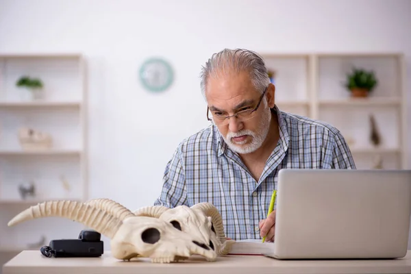 Yaşlı erkek paleontolog laboratuvarda antik hayvanları inceliyor. — Stok fotoğraf