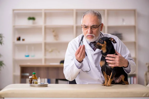 在诊所检查狗的老男兽医 — 图库照片