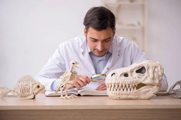 Paleontólogo joven examinando animales antiguos en el laboratorio —  Fotos de Stock