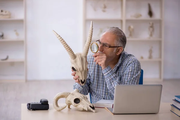 Oude mannelijke paleontoloog onderzoekt oude dieren in het lab — Stockfoto