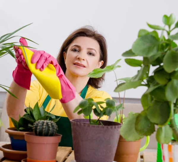 Female gardener with plants indoors — Stock Photo, Image