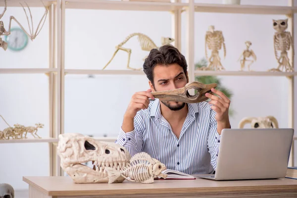 Jovem Paleontólogo Examinando Animais Antigos Laboratório — Fotografia de Stock