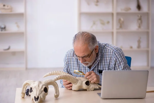 Eski Paleontolog Laboratuvarda Eski Hayvanları Inceliyor — Stok fotoğraf