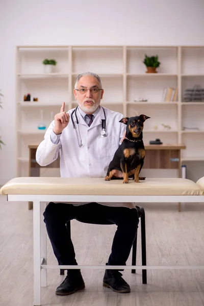 Velho Veterinário Médico Examinando Cão Clínica — Fotografia de Stock