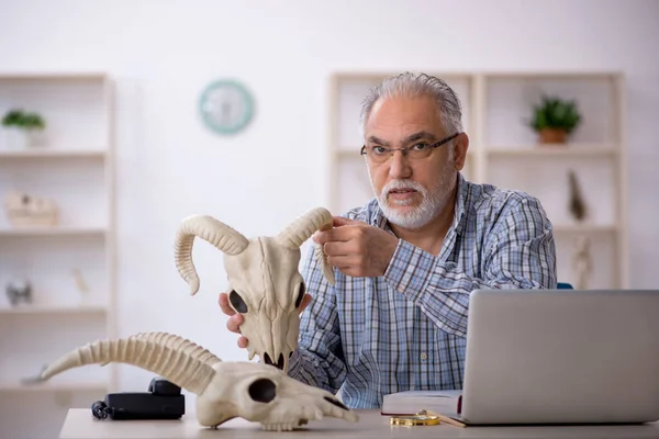 Oude Paleontoloog Onderzoekt Oude Dieren Het Lab — Stockfoto