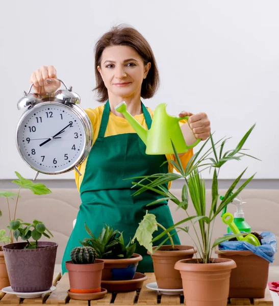 Female Gardener Plants Indoors — Stock Photo, Image