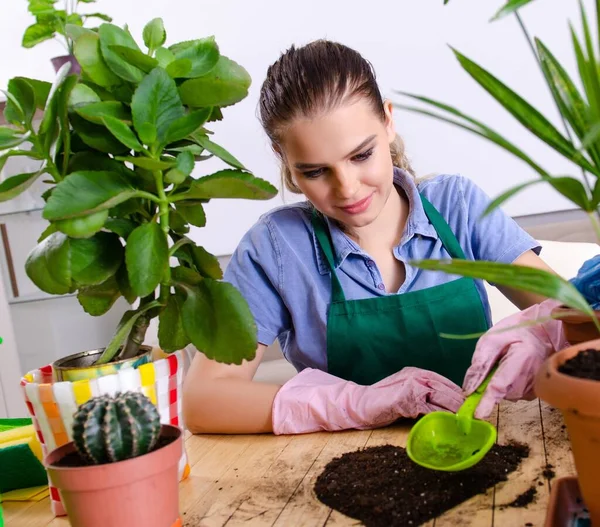 屋内に植物を持つ若い女性の庭師 — ストック写真