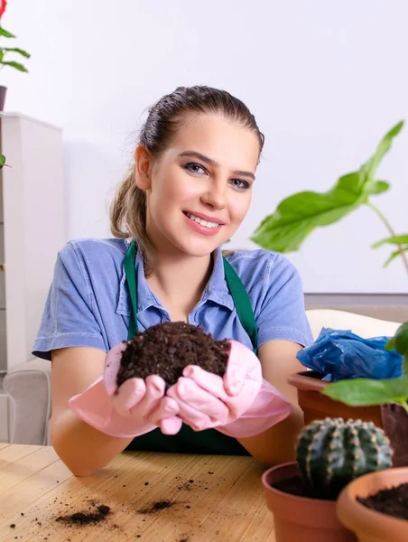 Den Unge Kvinnelige Gartneren Med Planter Innendørs – stockfoto