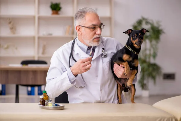 Velho Veterinário Médico Examinando Cão Clínica — Fotografia de Stock