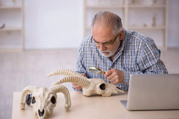 Eski Paleontolog Laboratuvarda Eski Hayvanları Inceliyor — Stok fotoğraf