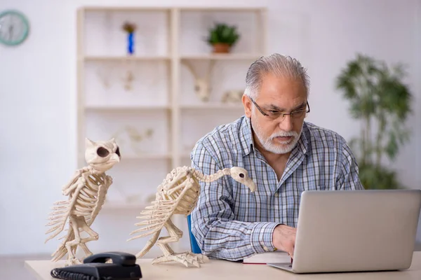 Old Paleontologist Examining Ancient Animals Lab — Stock Photo, Image