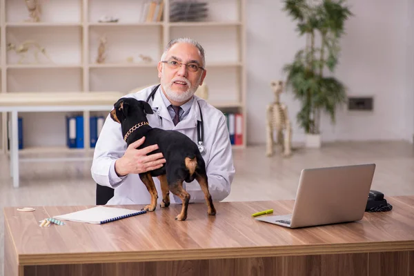 Old vet doctor examining dog in the clinic