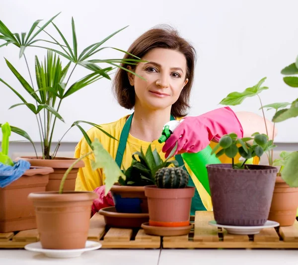 Female Gardener Plants Indoors — Stock Photo, Image