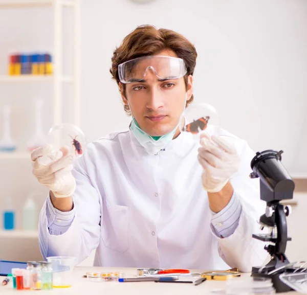 Entomólogo Masculino Que Trabaja Laboratorio Nuevas Especies — Foto de Stock