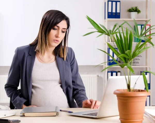 Young Pregnant Employee Working Office — Fotografia de Stock