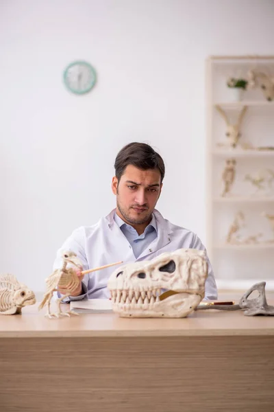 Jovem Estudante Paleontólogo Examinando Animais Antigos Laboratório — Fotografia de Stock