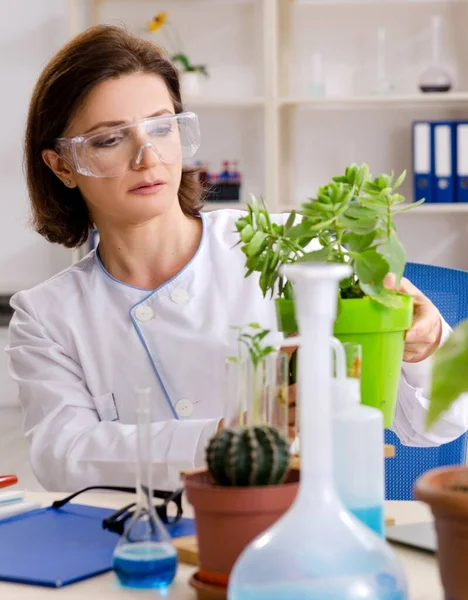 Vieille Chimiste Biotechnologie Qui Travaille Labo — Photo