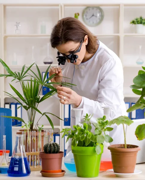 Den Gamla Kvinnliga Bioteknikkemisten Som Arbetar Labbet — Stockfoto