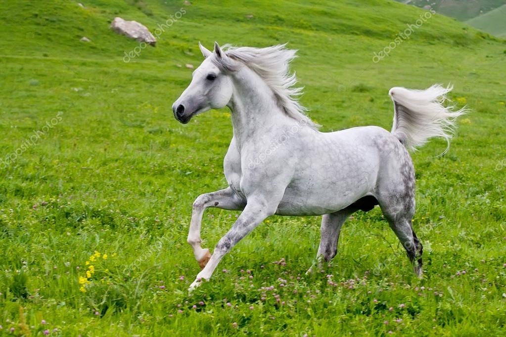 Arab häst