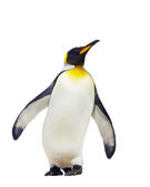császár pingvinek