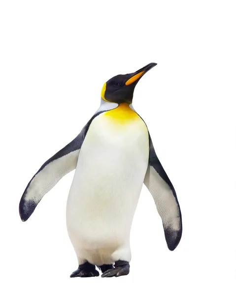 46 9 Pinguin Stock Photos Images Download Pinguin Pictures On Depositphotos 46 9 Pinguin Stock Photos Images Download Pinguin Pictures On Depositphotos