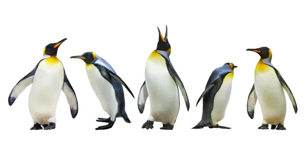 46 9 Pinguin Stock Photos Images Download Pinguin Pictures On Depositphotos 46 9 Pinguin Stock Photos Images Download Pinguin Pictures On Depositphotos