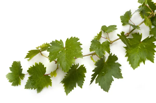 Grape leaves — Stock Photo, Image