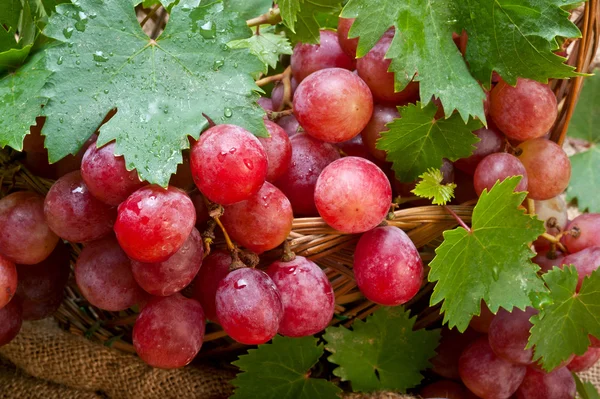 Raisin rouge avec feuilles — Photo