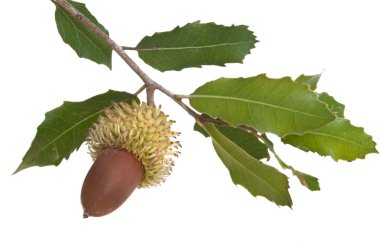 Palamutlar yaprakları ile