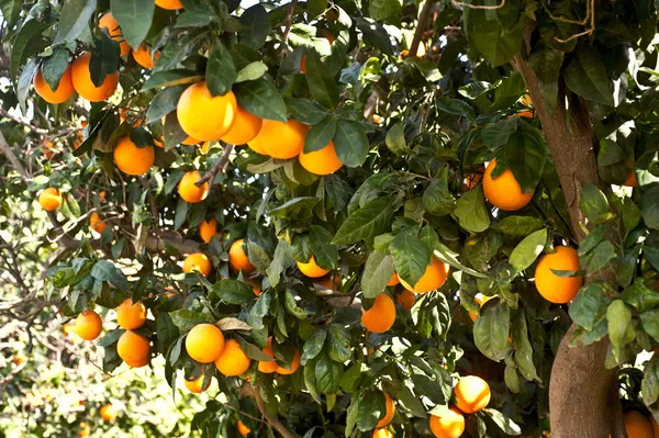 Orangenbäume mit Früchten — Stockfoto