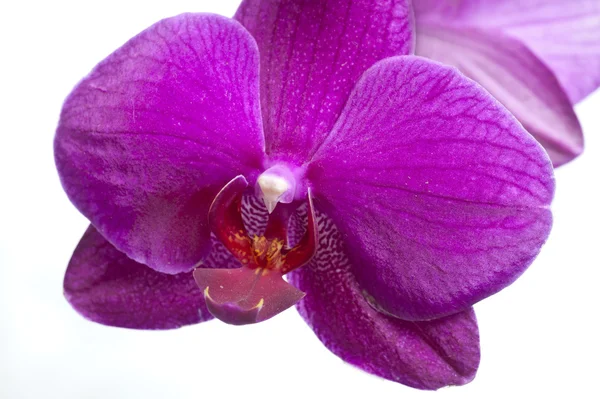 Rosa Orchidee aus nächster Nähe — Stockfoto