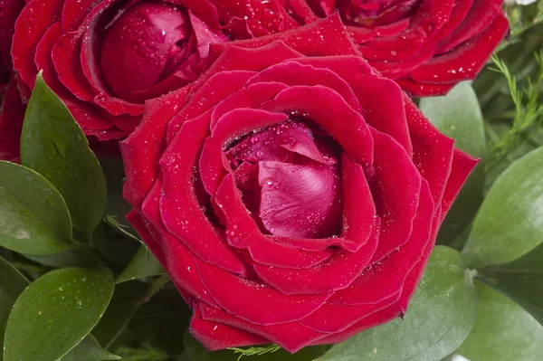 Rose rosse da vicino. Contesto — Foto Stock