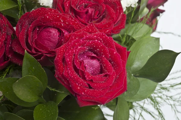 Rose rosse da vicino. Contesto — Foto Stock