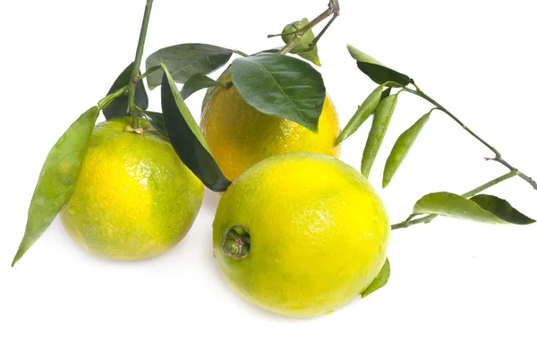 Fruta de naranja fresca con hoja —  Fotos de Stock