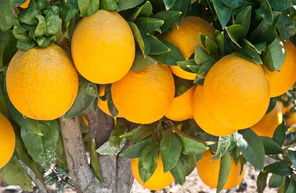 Arancio — Foto Stock
